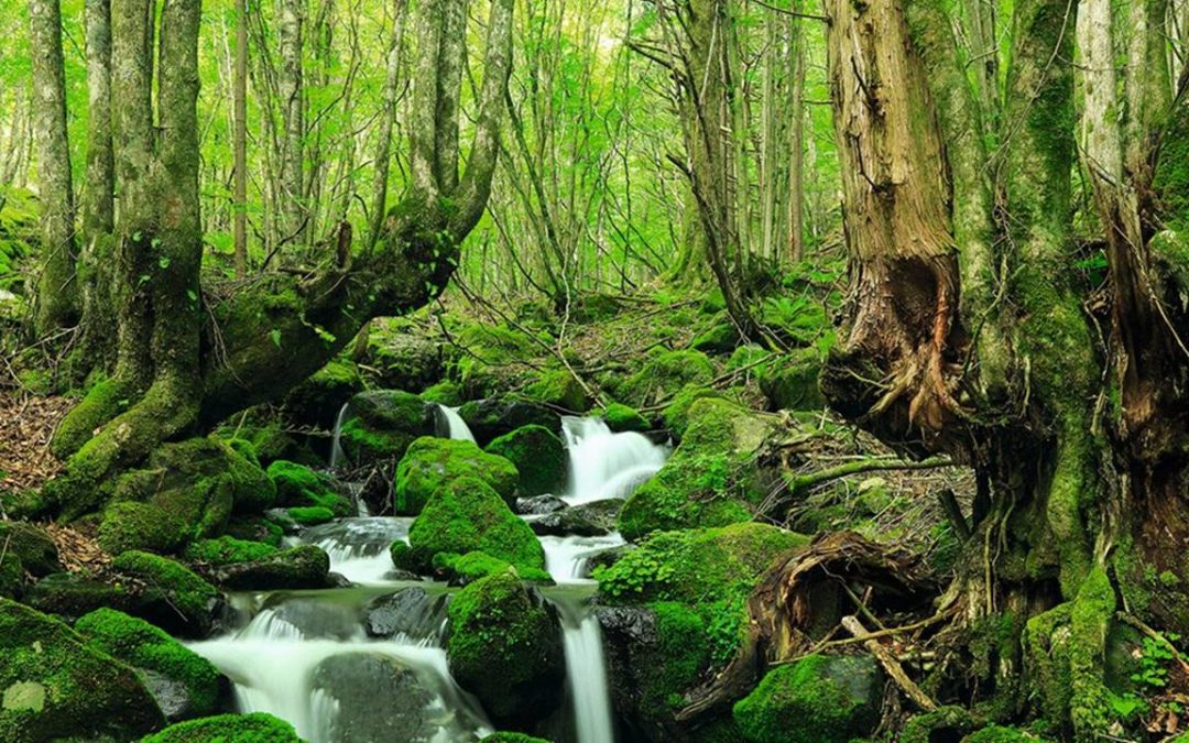 GALICIA NATURALEZA Y BOSQUES PARA LA SALUD