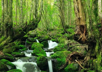 GALICIA NATURALEZA Y BOSQUES PARA LA SALUD